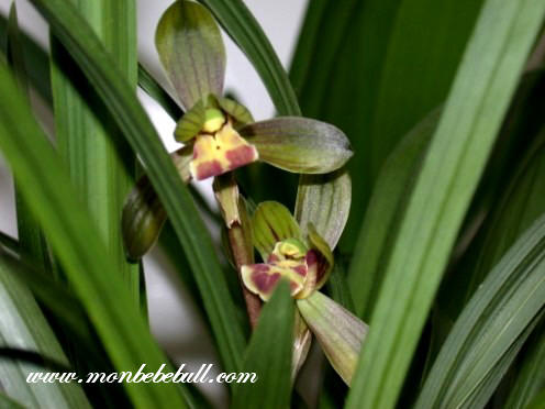 Chinese Cymbidium 1.jpg